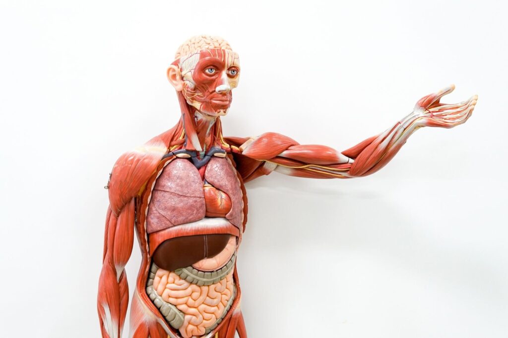 Modele anatomiczne nie jedynie do nauki anatomii, lecz także weterynaryjne.